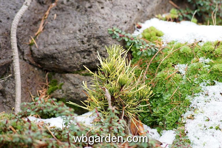 wbgarden dwarf conifers 27.JPG